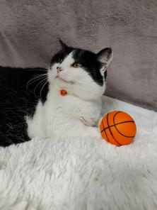 Кошечка Плюша в добрые руки