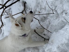 Малышка ЛУна ищет дом