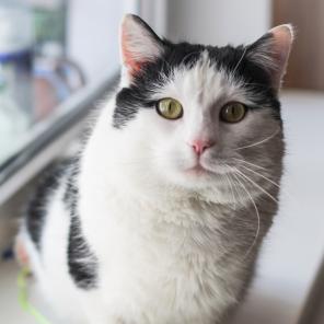 Нежнейший котик в добрые руки