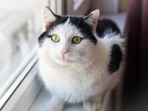 Нежнейший котик в добрые руки