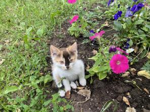 Воспитанные котята добрые руки бесплатно.