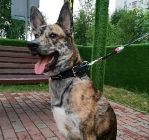 Тайгуша в поиске дома.