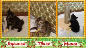 Котята ищут дом