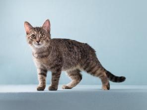 Котенок-девочка Забава очень ждет добрых и заботливых хозяев.