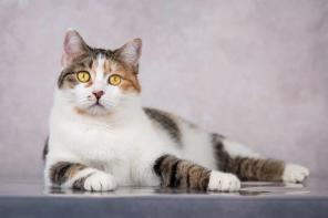 Нежная кошечка Сильвия ищет дом