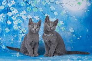 Питомник кошек