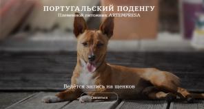 Желаете взять португальского Поденгу из проверенного питомника?