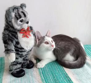 Нежнейший котик Симба ищет дом.
