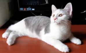 Нежнейший котик Симба ищет дом.