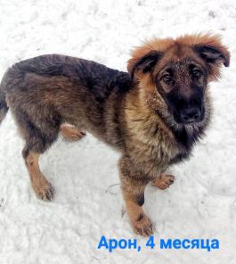 Щенки от крупной собаки 4 месяца