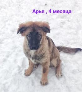 Щенки от крупной собаки 4 месяца