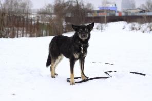 Собачка Айрис в добрые руки