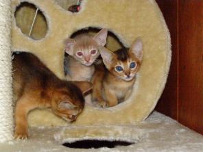 ПРОДАЖА АБИССИНСКИХ КОТЯТ