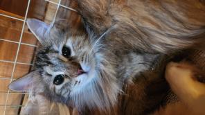 Котики ищут дом!