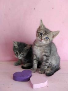 Котята Алмазик и Топазик ищут дом!