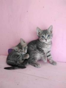 Котята Алмазик и Топазик ищут дом!
