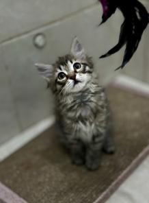 Котенок Майя ищет дом!