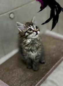 Котенок Майя ищет дом!