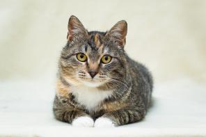 Кошка Антилопа ищет дом!