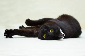 Кошка Пискля мечтает стать домашней!