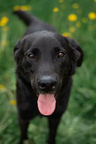 Красавец Блэк ищет дом.