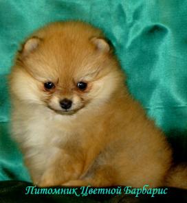 ШПИЦ ПОМЕРАНСКИЙ КАРЛИКОВЫЙ и МАЛЫЙ.
