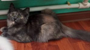 Отдаю котенка в добрые ручки