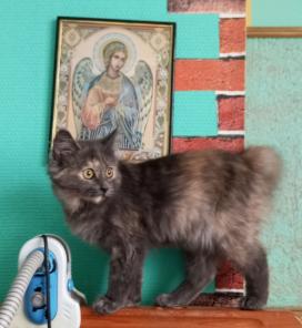 Отдаю котенка в добрые ручки