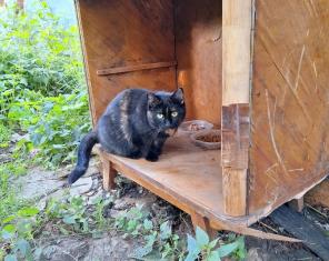 Кошке нужен дом