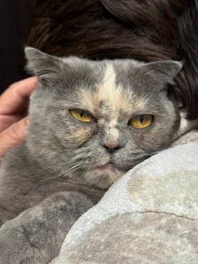 Шотландская кошечка ,бесплатно
