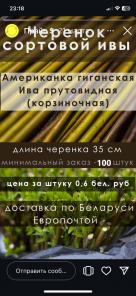Продажа прутков ивы и черенков сортовой ивы
