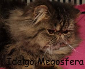 Персидский котик мраморного окраса