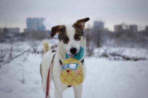 🐶 Чудесная девочка по имени Юна ищет любовь, заботу и семью🙏