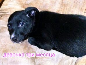 Щенки-местисы в добрые руки