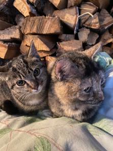 Котята ищут дом