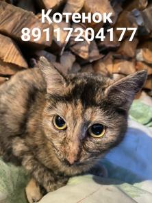 Котята ищут дом
