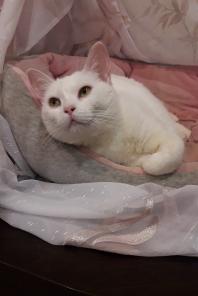кошка в добрые руки