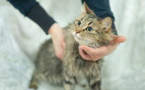кошка в добрые руки