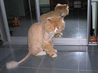 Стрижка кошек, котов и котят (любая сложность).