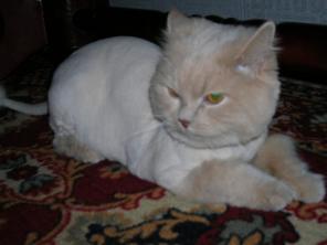 Стрижка кошек, котов и котят (любая сложность).