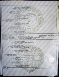 Бобтейла щенки