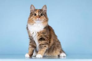 ��� ������-��������� ����� ���� ����� ������ ����.