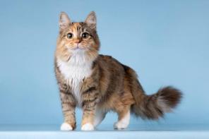 ��� ������-��������� ����� ���� ����� ������ ����.