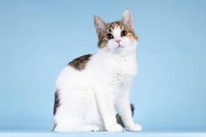 ��� ������-��������� ���� ���� ����� ������ ����.