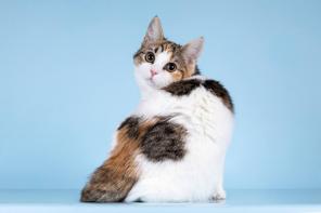 ��� ������-��������� ���� ���� ����� ������ ����.