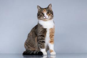 ������� ������� ����� ���� ���.