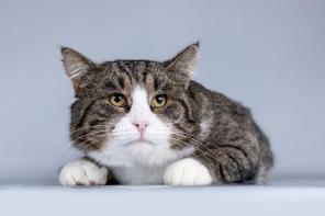 ������� ������� ����� ���� ���.