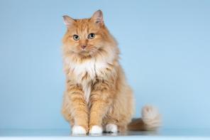 ������� ���������� ���� ������ ������.