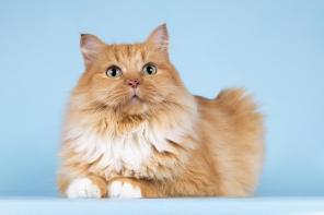 ������� ���������� ���� ������ ������.