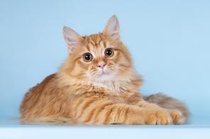 ��� ������ ��������� �� ����� ����� ���� ����� ������ ����.